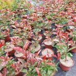 Červienka Fraserova (Photinia × fraseri) ´RED SELECT´ - výška 30-50 cm, kont. C2L